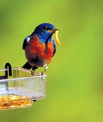 Mealworms Mealworms