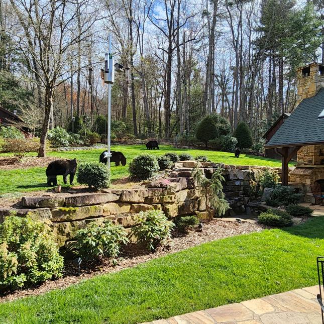 image of bears in yard